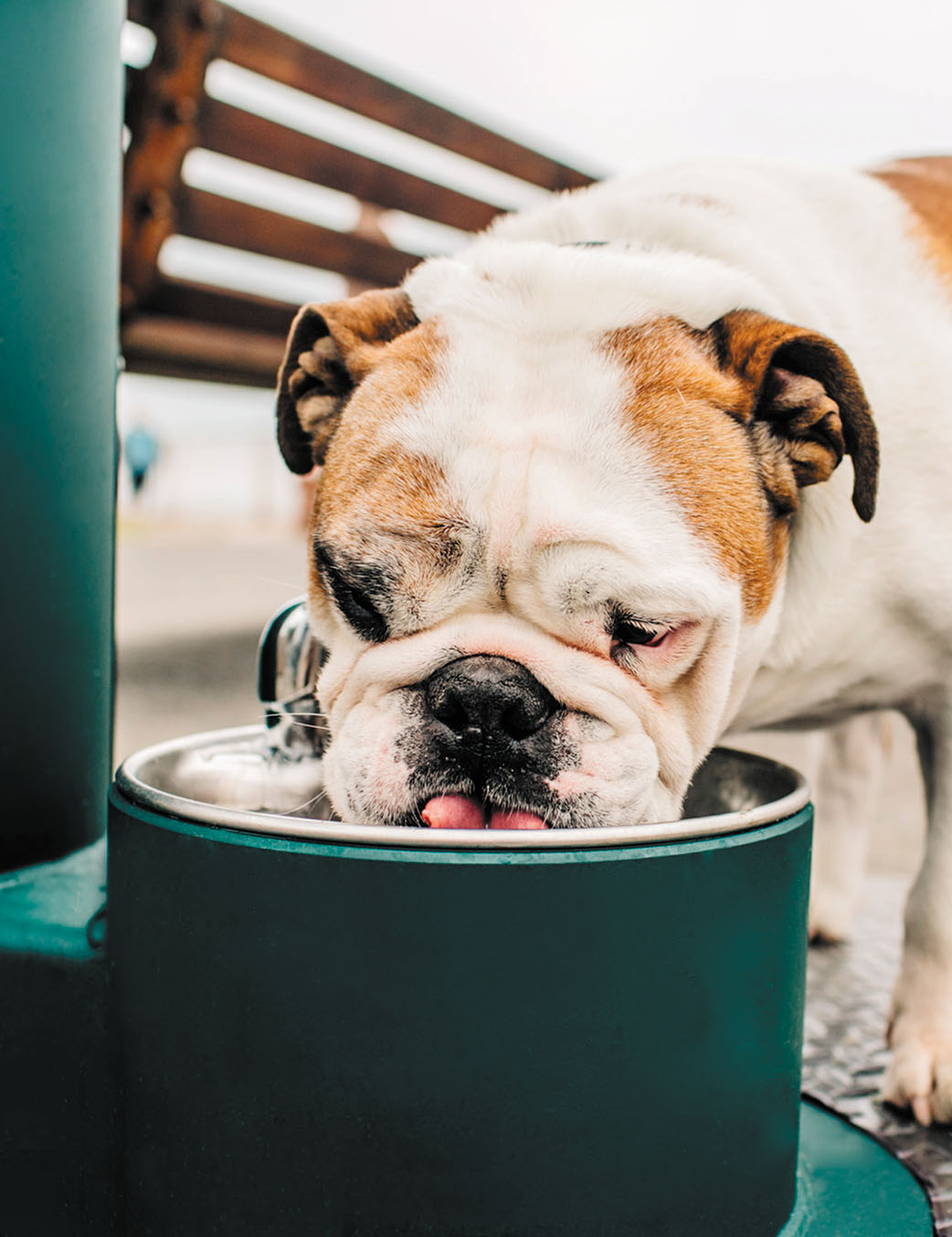 Elkay-Bi-Level Outdoor Pedestal Floor Standing Manual Bottle Filling Station and Pet Bowl